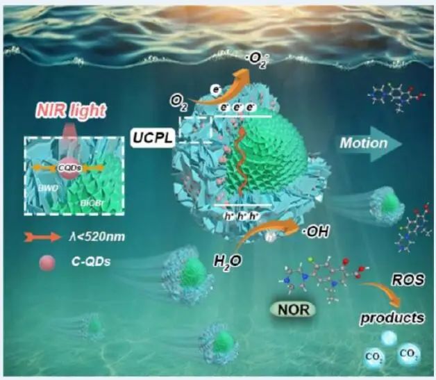 ?哈工大袁遠(yuǎn)ACS Catalysis:CQD修飾BiOBr/Bi2WO6光催化微電機(jī)用于環(huán)境修復(fù)及DFT計(jì)算 ?哈工大袁遠(yuǎn)ACS Catalysis:CQD修飾BiOBr/Bi2WO6光催化微電機(jī)用于環(huán)境修復(fù)及DFT計(jì)算