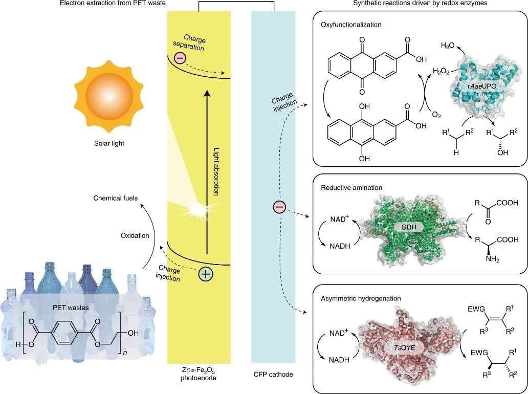 Nature Synthesis：微塑料為燃料的光電催化生物合成