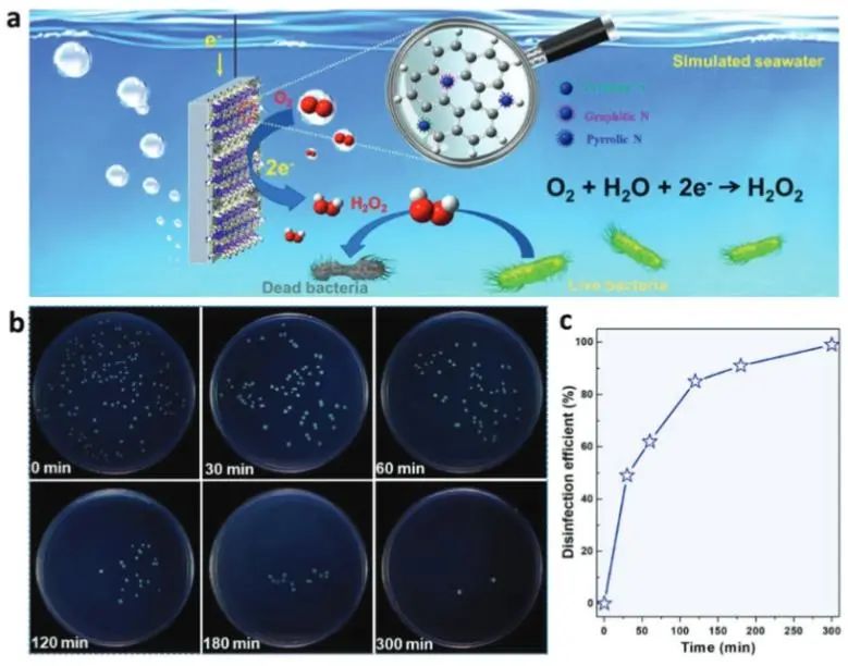 侯保榮/段繼周/張瑞永Adv. Sci.：調(diào)節(jié)N-Cx中的氮形態(tài)，實現(xiàn)模擬海水中高效合成H2O2