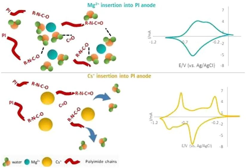 ACS Energy Lett.: 陽(yáng)離子溶劑化對(duì)水性多價(jià)離子電池聚酰亞胺負(fù)極電荷存儲(chǔ)性能的影響