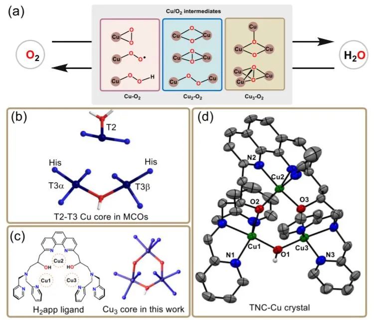 催化頂刊集錦：Nature、JACS、Nano Energy、ACS Catal.、Chem. Eng. J.等成果