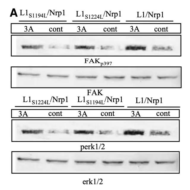斯坦福校長也玩「圖片誤用」？Nature、Science多文涉嫌PS，校方正式展開調(diào)查