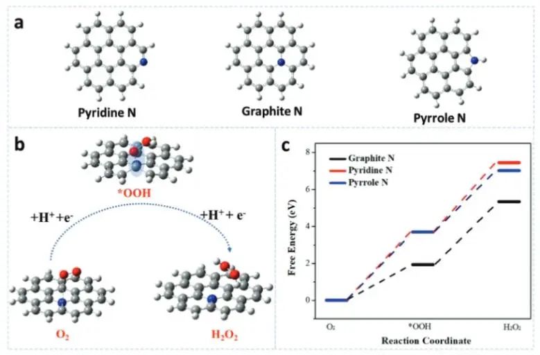 侯保榮/段繼周/張瑞永Adv. Sci.：調(diào)節(jié)N-Cx中的氮形態(tài)，實現(xiàn)模擬海水中高效合成H2O2