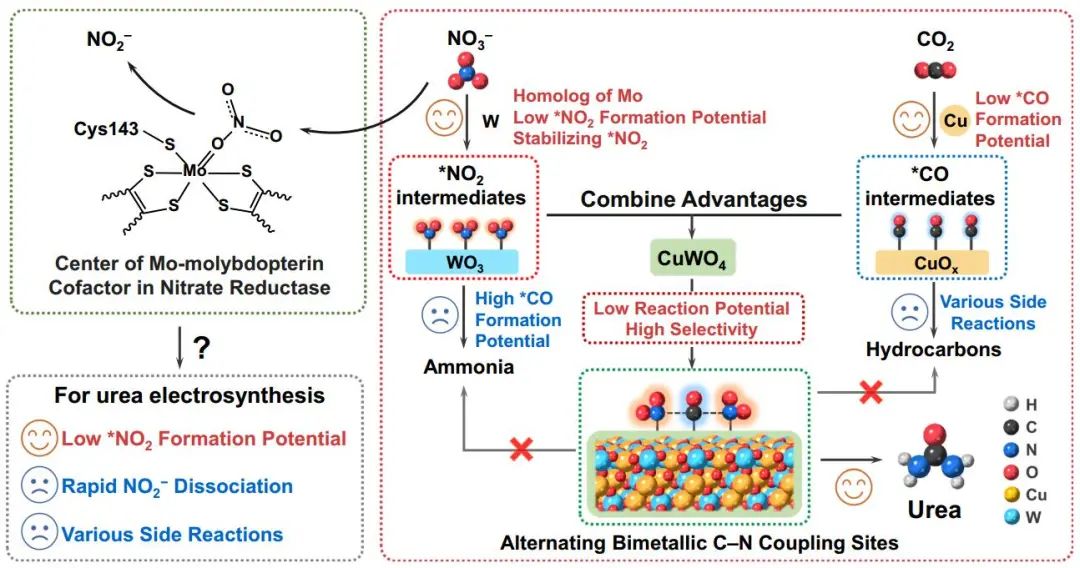 ?大工/西湖大學(xué)孫立成院士等Nature子刊：CuWO4電催化CO2和硝酸鹽高效合成尿素