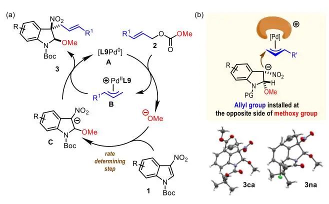 游書力Angew.：Pd催化3-硝基吲哚與碳酸烯丙酯的脫芳甲氧基烯丙基化反應(yīng)