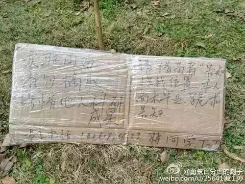 好慘一學(xué)生，畢設(shè)用的魚被野貓偷吃了…丨奇葩延畢理由盤點(diǎn)