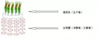 【制圖干貨】從細節(jié)入手，頂刊paper中的箭頭怎么畫？
