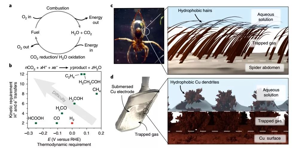 Nature Materials：來自大自然的啟示，構(gòu)建高效CO2RR界面