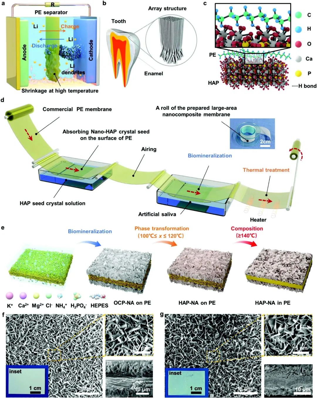 電池頂刊集錦：Angew、ACS Energy Lett.、AFM、ACS Nano等成果！