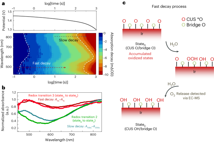 帝國理工Nature Catalysis + JACS：二氧化銥水氧化光譜電化學新發(fā)現