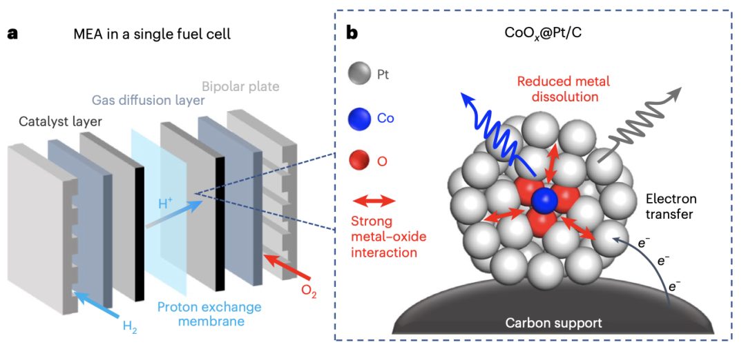 硬核！她，剛發(fā)完Nature，時(shí)隔一周，再發(fā)Nature Catalysis！武大/浙大校友共同一作！