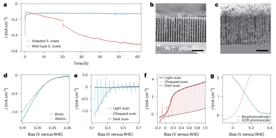 Si納米線“再續(xù)傳奇”！三院院士楊培東，最新Nature Catalysis！