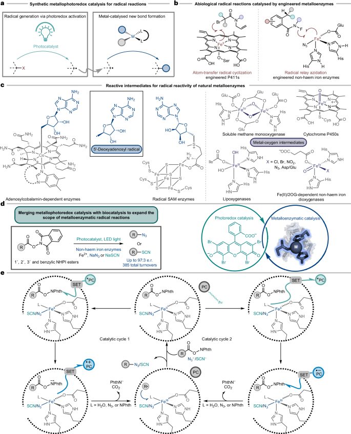 效法自然，生物催化！他，科大校友/霍普金斯教職，繼Science后，再發(fā)Nature Catalysis！