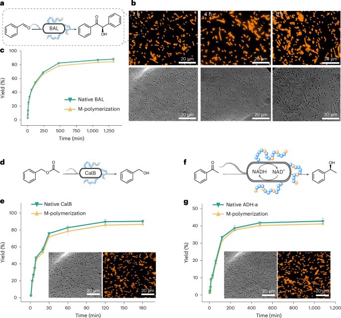 安農大校友，登頂Nature Catalysis！