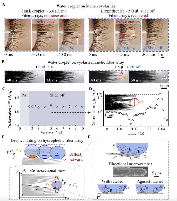 研究眼睫毛，發(fā)一篇Science子刊！